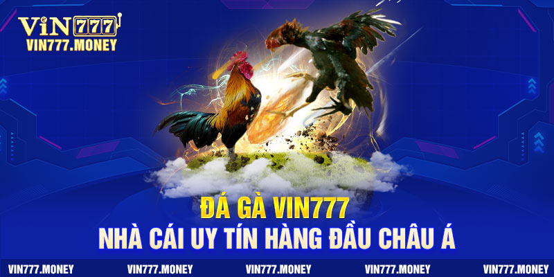 Đá gà Vin777 là đơn vị nhà cái uy tín hàng đầu châu Á