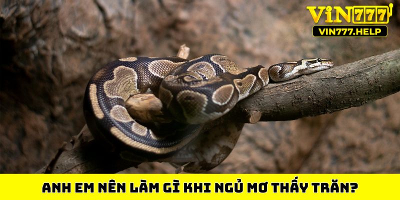 Anh em nên làm gì khi ngủ mơ thấy trăn?