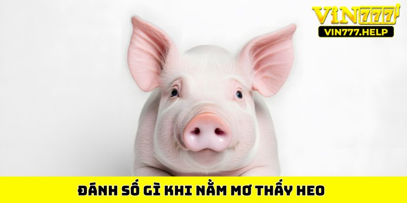 Đánh số gì khi nằm mơ thấy heo