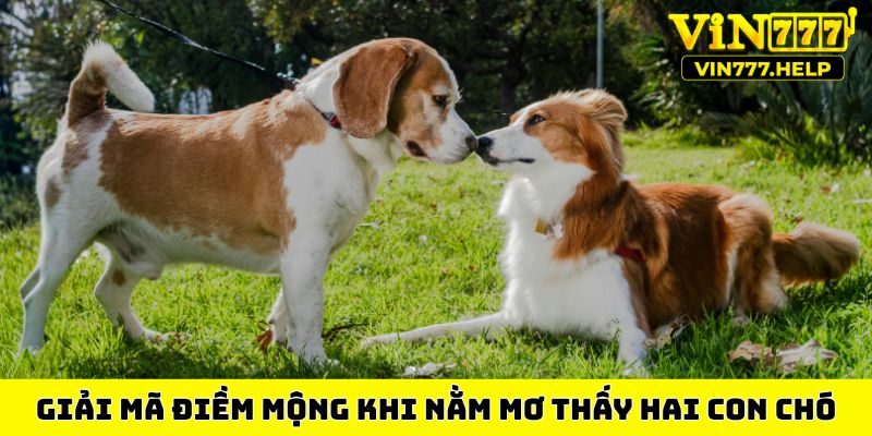 Giải mã điềm mộng khi nằm mơ thấy hai con chó