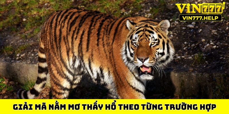 Giải mã nằm mơ thấy hổ theo từng trường hợp