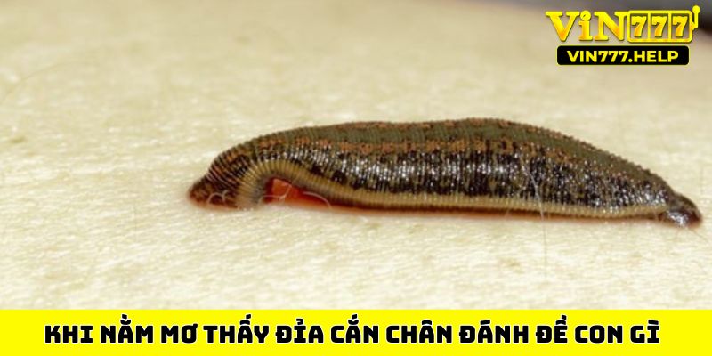 Khi nằm mơ thấy đỉa cắn chân đánh đề con gì