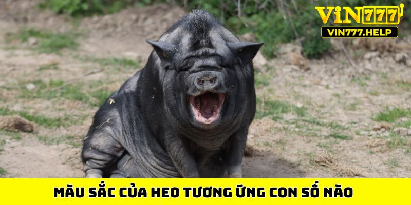 Màu sắc của heo tương ứng con số nào
