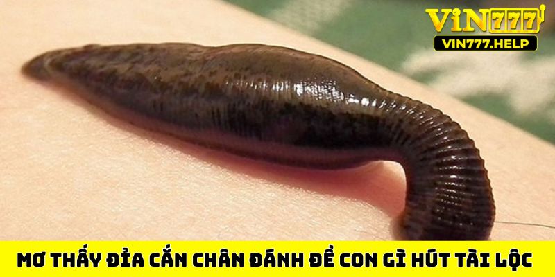 mơ thấy đỉa cắn chân đánh đề con gì để hút tài lộcmơ thấy đỉa cắn chân đánh đề con gì để hút tài lộc