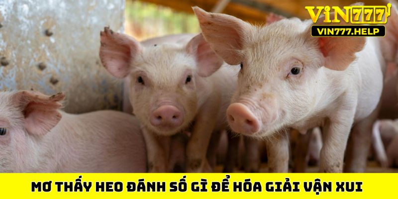 Nằm mơ thấy heo đánh số gì để hóa giải vận xui