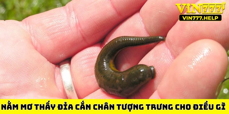 Nằm mơ thấy đỉa cắn chân tượng trưng cho điều gì