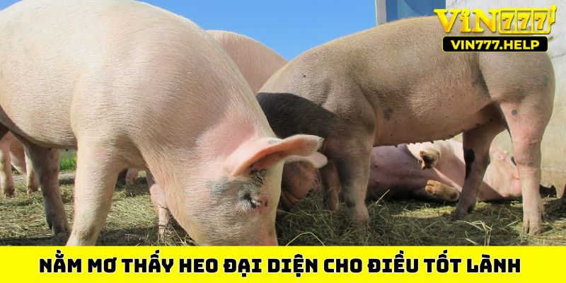 Nằm mơ thấy heo đại diện cho điều tốt lành