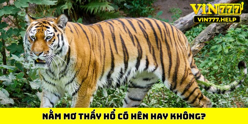 Nằm mơ thấy hổ có hên hay không?
