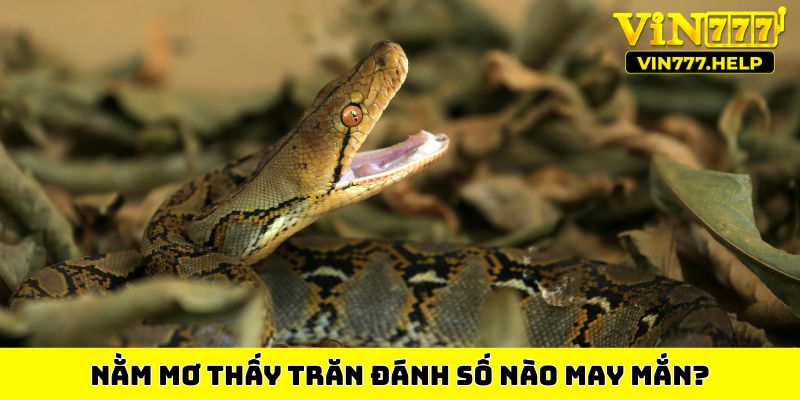 Nằm mơ thấy trăn đánh số nào may mắn?