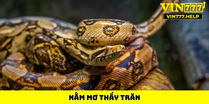 Nằm mơ thấy trăn