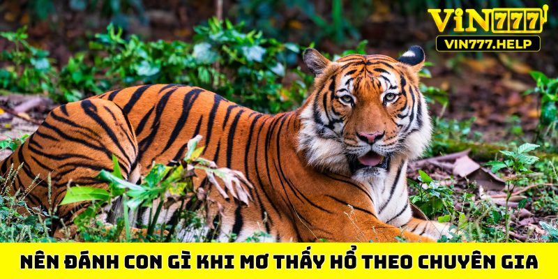 Nên đánh con gì khi mơ thấy hổ theo chuyên gia