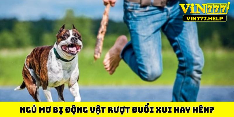Ngủ mơ bị động vật rượt đuổi xui hay hên?