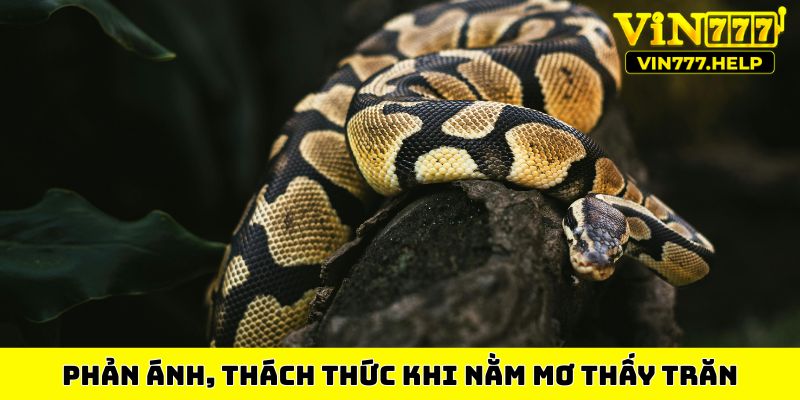 Phản ánh, thách thức khi nằm mơ thấy trăn