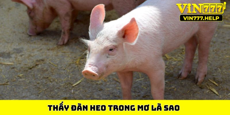 Thấy đàn heo trong mơ là sao