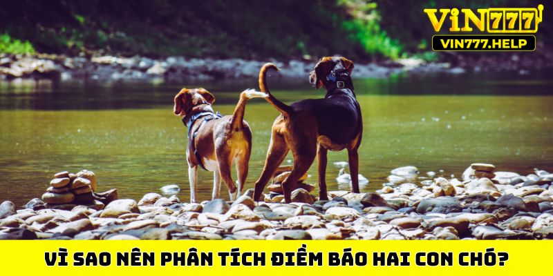 Vì sao nên phân tích điềm báo hai con chó?